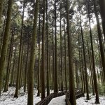 Jeju l’île des mandarines