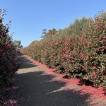 Jeju l’île des mandarines