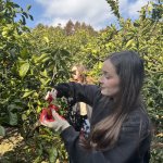 Jeju l’île des mandarines